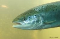 Modèle dynamique de population du saumon de l’Allier