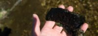 Le bassin de la Loire subit un épisode de prolifération de cyanobactéries