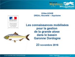Icon of Les connaissances mobilisées pour la gestion de la Grande alose dans le bassin Garonne Dordogne