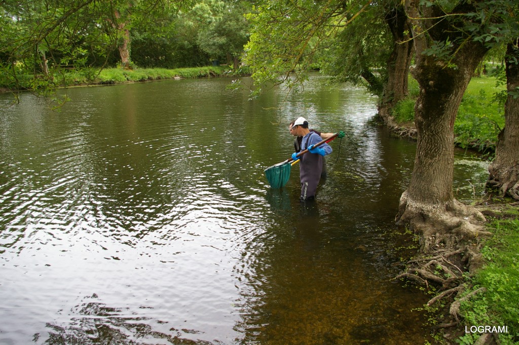 Suivi des anguilles dans une boire de la Loire en 2010