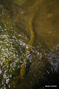 Anguille jaune. Photo T. Besse LOGRAMI