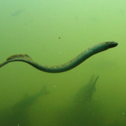 Les indicateurs de la Lamproie marine et la Lamproie fluviatile