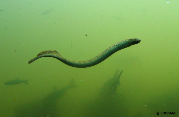 Les indicateurs de la Lamproie marine et la Lamproie fluviatile