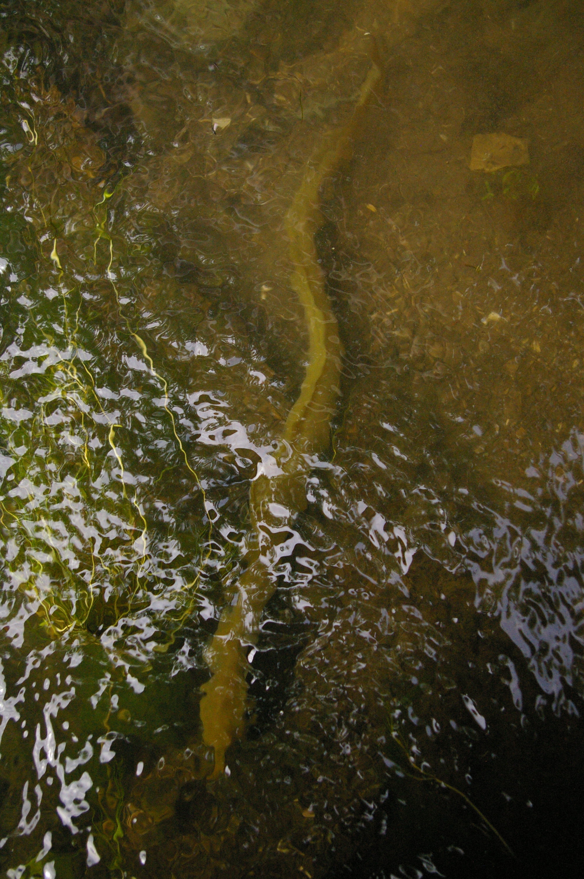 Les poissons migrateurs