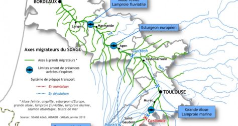 Un observatoire des poissons migrateurs de la Garonne