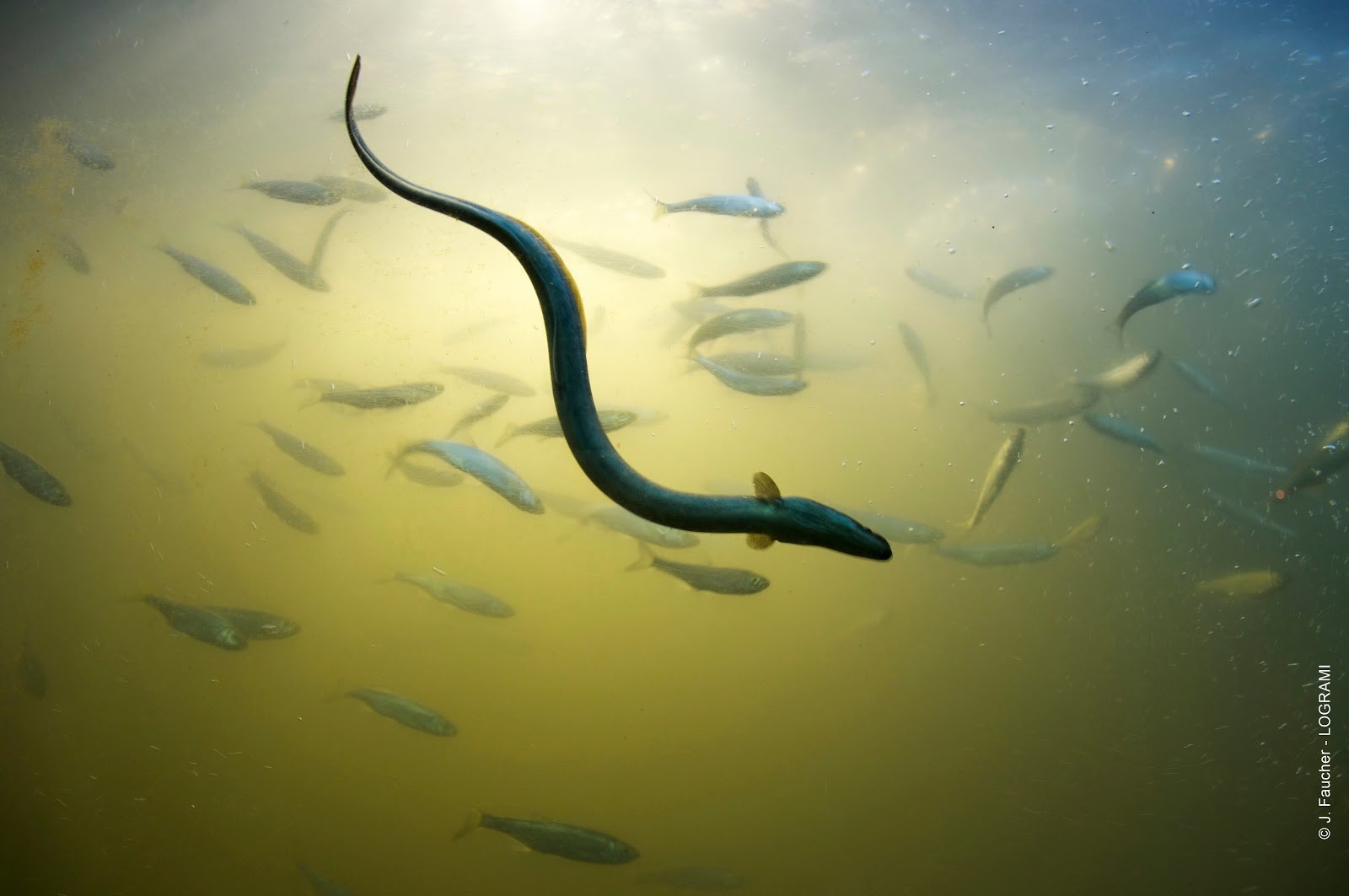 Anguille argentée 2 © J. Faucher LOGRAMI