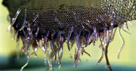 reuters-a-french-fisherman-holds-a-netful-of-baby-eel