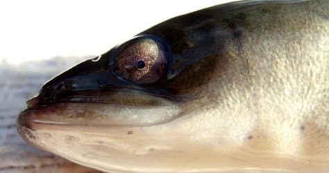 Anguille argentée de la Sèvre niortaise